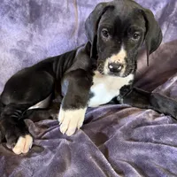 Dane girl 2, a female Great Dane for sale in Amelia, OH – Photo 5 of 5