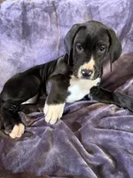 Dane boy 2, a male Great Dane for sale in Amelia, OH – Photo 5 of 5