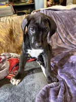 Dane boy 3, a male Great Dane for sale in Amelia, OH – Photo 4 of 6