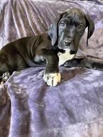 Dane boy 3, a male Great Dane for sale in Amelia, OH – Photo 6 of 6