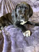 Dane boy 3, a male Great Dane for sale in Amelia, OH – Photo 5 of 6