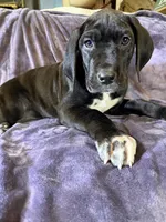 Dane boy 3, a male Great Dane for sale in Amelia, OH – Photo 2 of 6