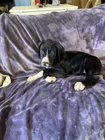 Dane boy 1, a male Great Dane for sale in Amelia, OH – Photo 8 of 8