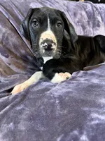 Dane boy 1, a male Great Dane for sale in Amelia, OH – Photo 3 of 8