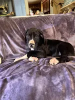 Dane boy 1, a male Great Dane for sale in Amelia, OH – Photo 7 of 8