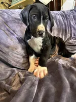 Dane boy 1, a male Great Dane for sale in Amelia, OH – Photo 5 of 8