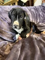 Dane boy 1, a male Great Dane for sale in Amelia, OH – Photo 4 of 8