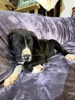 Dane boy 1, a male Great Dane for sale in Amelia, OH – Photo 2 of 8