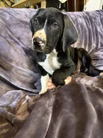 Dane boy 1, a male Great Dane for sale in Amelia, OH – Photo 6 of 8