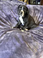 Dane boy 4, a male Great Dane for sale in Amelia, OH – Photo 7 of 7