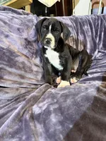 Dane boy 4, a male Great Dane for sale in Amelia, OH – Photo 1 of 7