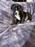 Dane boy 4, a male Great Dane for sale in Amelia, OH – Photo 4 of 7