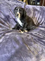 Dane boy 4, a male Great Dane for sale in Amelia, OH – Photo 6 of 7