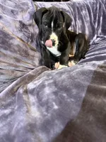 Dane boy 4, a male Great Dane for sale in Amelia, OH – Photo 3 of 7