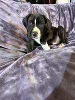 Dane boy 4, a male Great Dane for sale in Amelia, OH – Photo 5 of 7