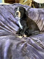 Dane boy 4, a male Great Dane for sale in Amelia, OH – Photo 2 of 7