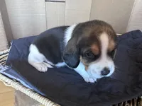Marshall, a male Beagle for sale in Centerburg, OH – 4 of 4