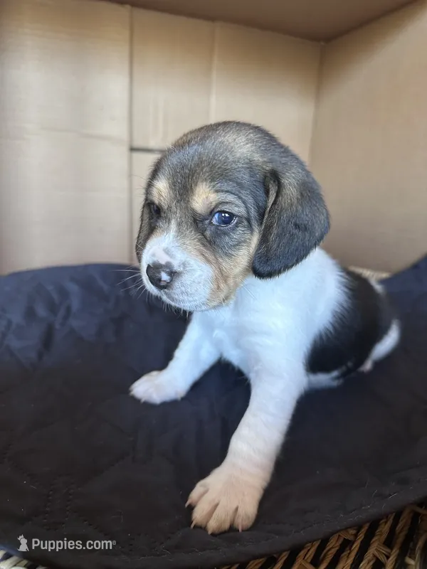 Skye – Beagle puppy for sale in Centerburg, OH