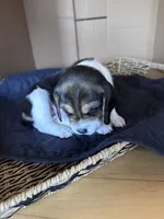 Everest, a female Beagle for sale in Centerburg, OH – 2 of 3