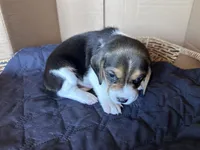 Rubble, a male Beagle for sale in Centerburg, OH – 3 of 3