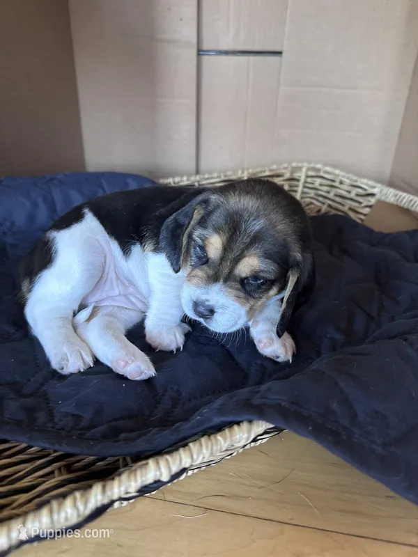 Everest – Beagle puppy for sale in Centerburg, OH