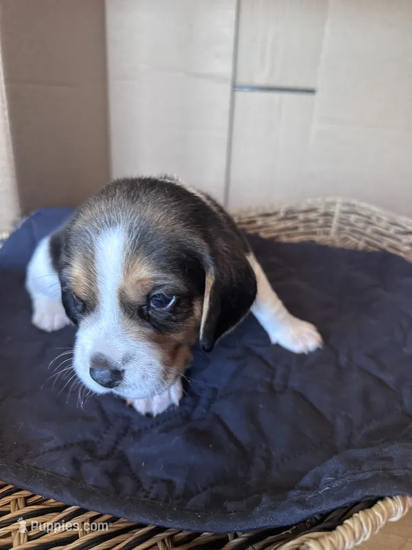 Marshall – Beagle puppy for sale in Centerburg, OH