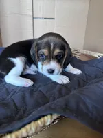 Rubble, a male Beagle for sale in Centerburg, OH – 1 of 3