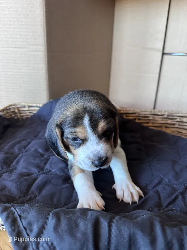 Rocky – Beagle puppy for sale in Centerburg, OH