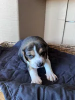 Rocky, a male Beagle for sale in Centerburg, OH – 1 of 3