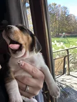 Rocky, a male Beagle for sale in Centerburg, OH – 2 of 3