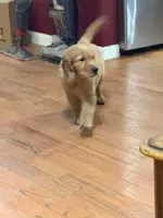 Daisy, a female Golden Retriever for sale in Tobyhanna, PA – Photo 9 of 9