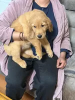 Daisy, a female Golden Retriever for sale in Tobyhanna, PA – Photo 6 of 9