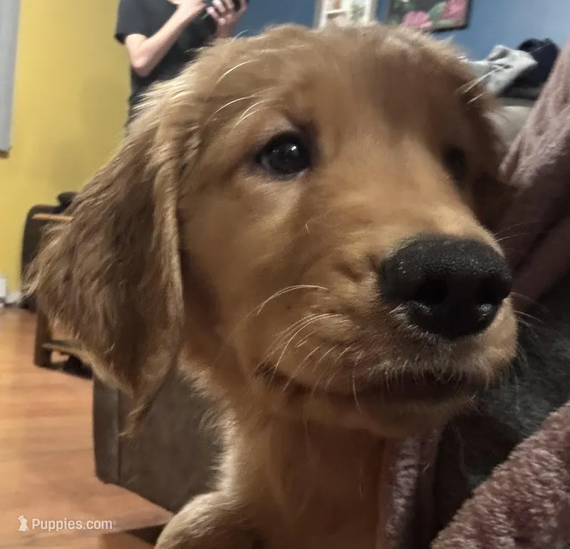 Daisy – Golden Retriever puppy for sale in Tobyhanna, PA