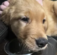 Daisy, a female Golden Retriever for sale in Tobyhanna, PA – Photo 4 of 9