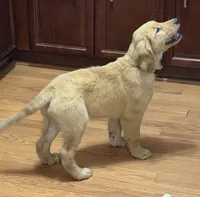 Daisy, a female Golden Retriever for sale in Tobyhanna, PA – Photo 5 of 5