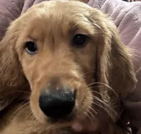 Arlo, a male Golden Retriever for sale in Tobyhanna, PA – Photo 2 of 8