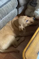 Arlo, a male Golden Retriever for sale in Tobyhanna, PA – Photo 5 of 6