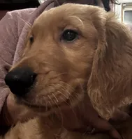 Arlo, a male Golden Retriever for sale in Tobyhanna, PA – Photo 5 of 8