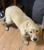 Arlo, a male Golden Retriever for sale in Tobyhanna, PA – Photo 6 of 6