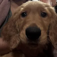 Arlo, a male Golden Retriever for sale in Tobyhanna, PA – Photo 4 of 8