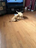 Arlo, a male Golden Retriever for sale in Tobyhanna, PA – Photo 7 of 8