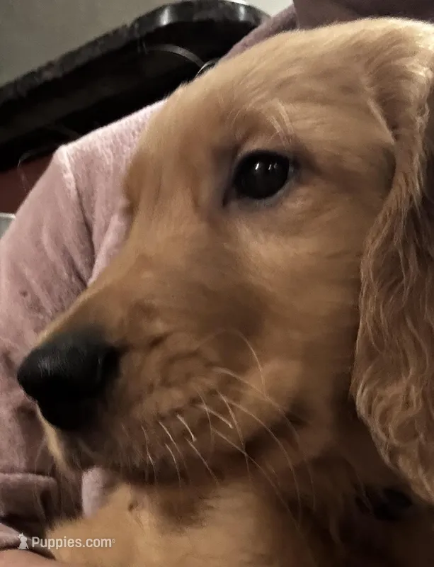 Arlo – Golden Retriever puppy for sale in Tobyhanna, PA