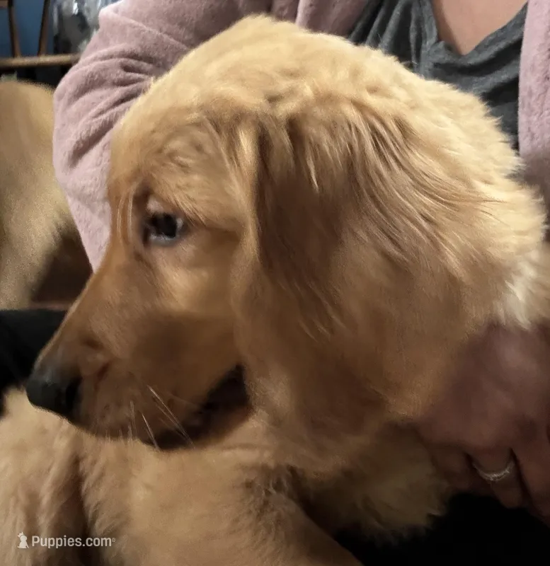 Arlo – Golden Retriever puppy for sale in Tobyhanna, PA