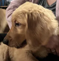 Arlo, a male Golden Retriever for sale in Tobyhanna, PA – Photo 3 of 8