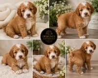 Goose, a male Maltipoo for sale in Rincon, GA – 1 of 10