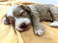 Goose, a male Maltipoo for sale in Rincon, GA – 9 of 10