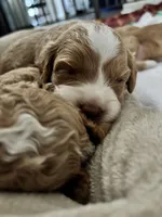 Goose, a male Maltipoo for sale in Rincon, GA – 6 of 10