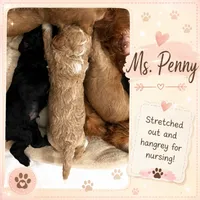 Ms Penny, a female Maltipoo for sale in Rincon, GA – 4 of 4