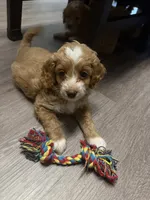 Charlie, a female Cockapoo and Maltipoo for sale in Rincon, GA – 3 of 7