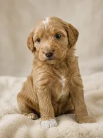 Phoenix, a female Cockapoo and Maltipoo for sale in Rincon, GA – 1 of 3